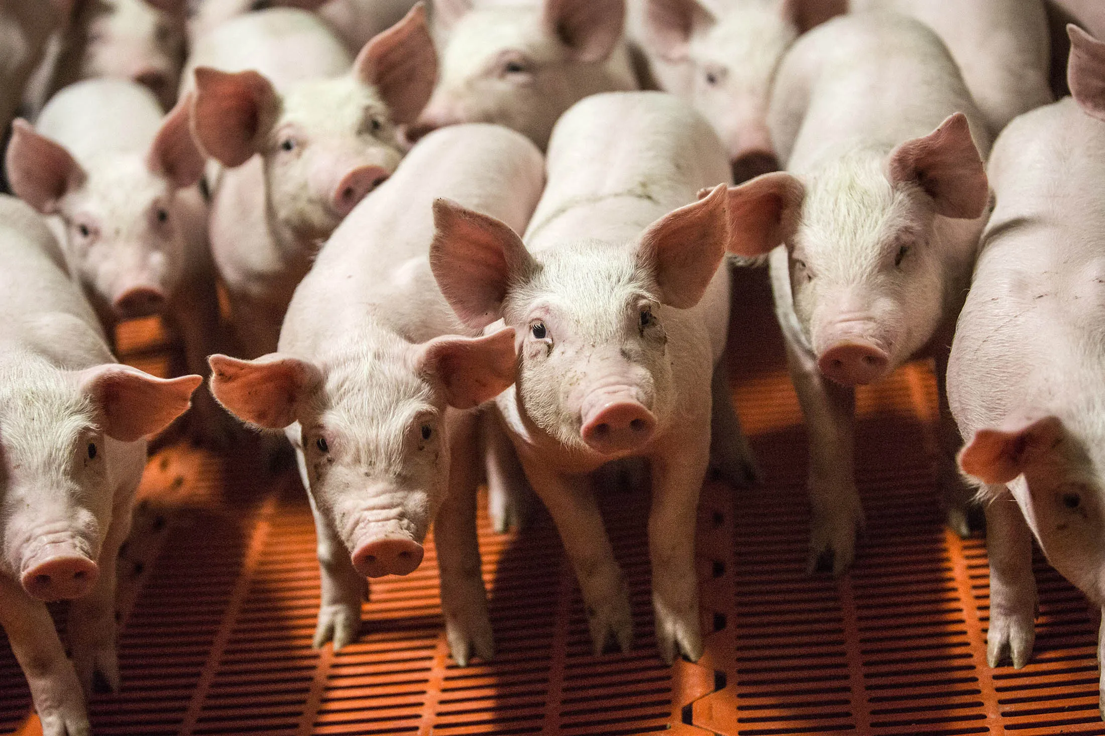 Piglets stand in a pen at a pig farm in Baraqueville, France, on Saturday, Aug. 21, 2015. About two-thirds of France is currently facing drought-related problems, FNSEA Farmers Union head Xavier Beulin says and also calls on the European Union to take measures to clear up the pork market currently under price pressure from German and Spanish production.

