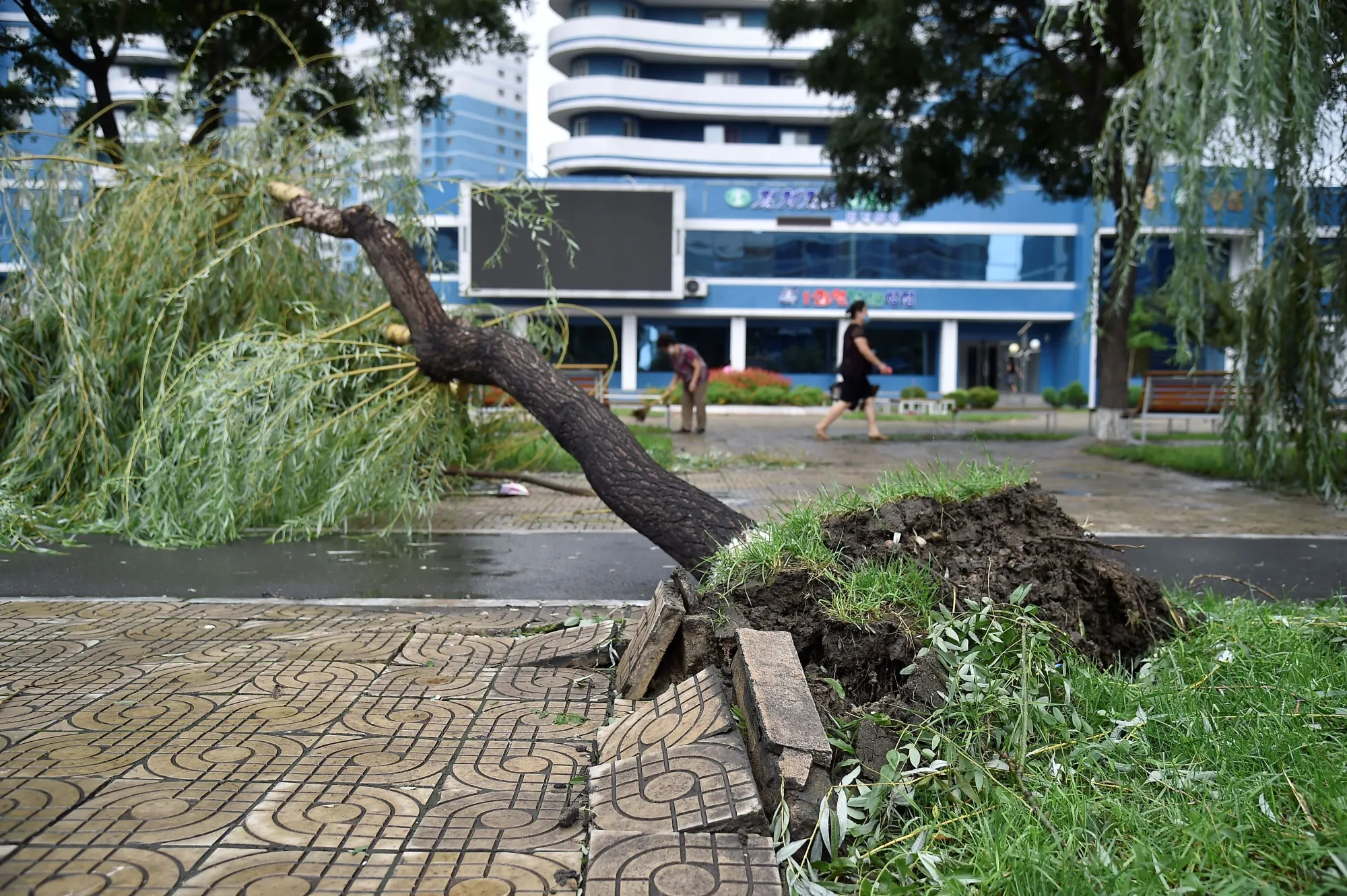 A fallen tree in Pyongyang following Typhoon Bavi, on Aug. 27.