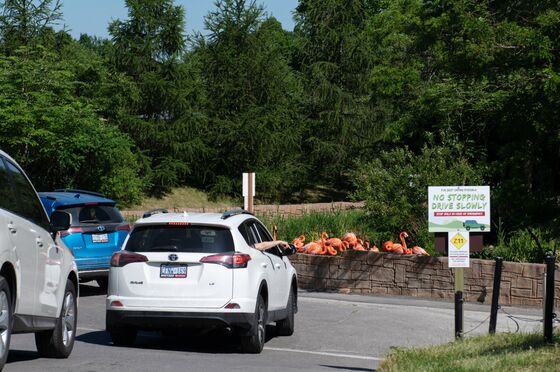 Drive-Through Zoo Swaps One Cage for Another