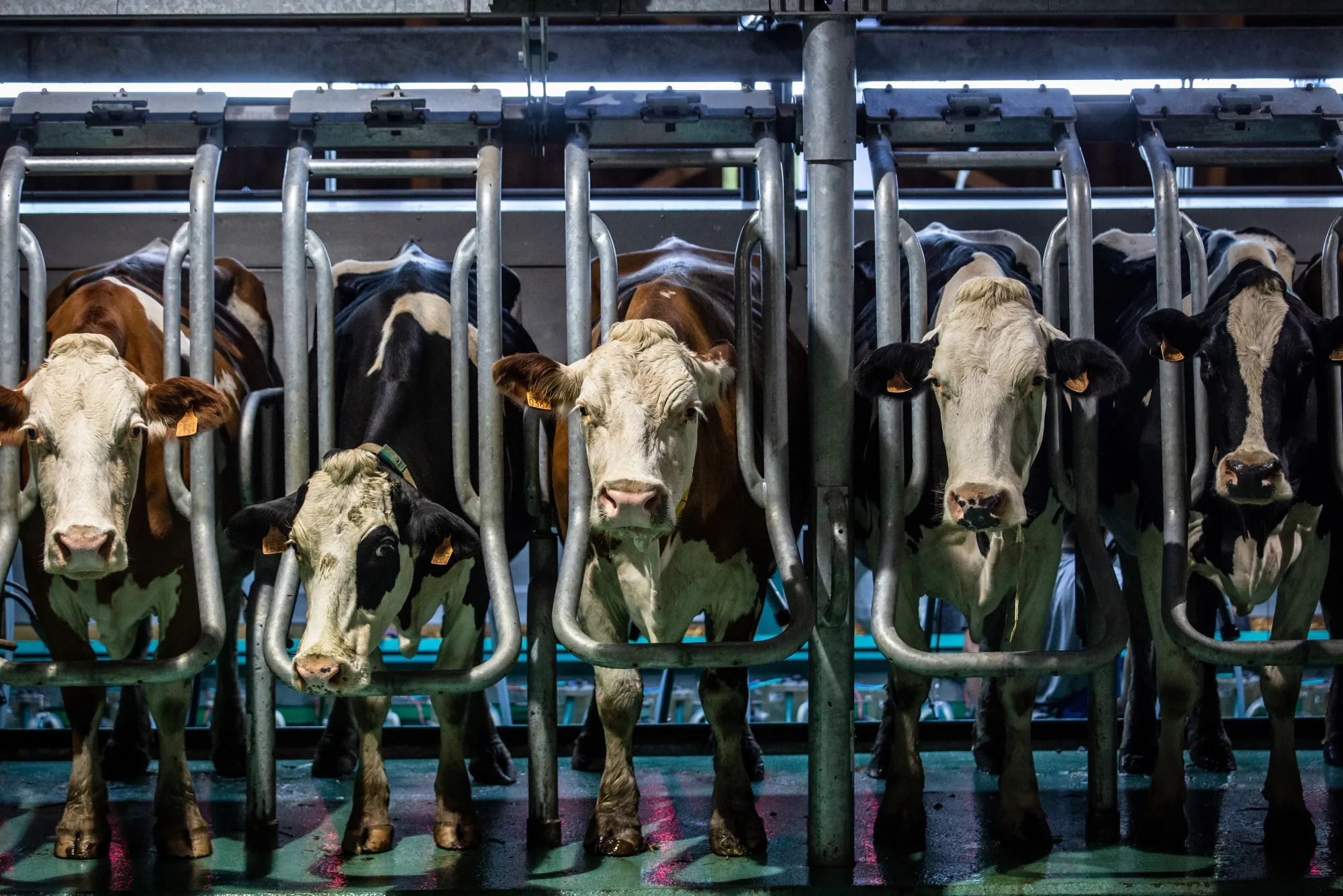 Dairy cows in the milking area at Bizkaigane farming cooperative in Spain.