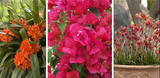 Start a Garden That Can Thrive in a Drought