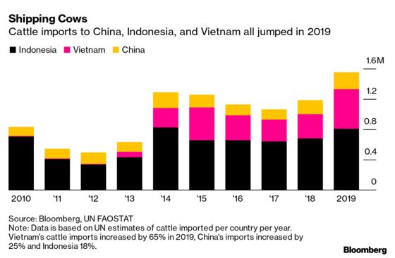 Shipping Chaos Kills 1,800 Cows, Fueling Calls for Animal Ban