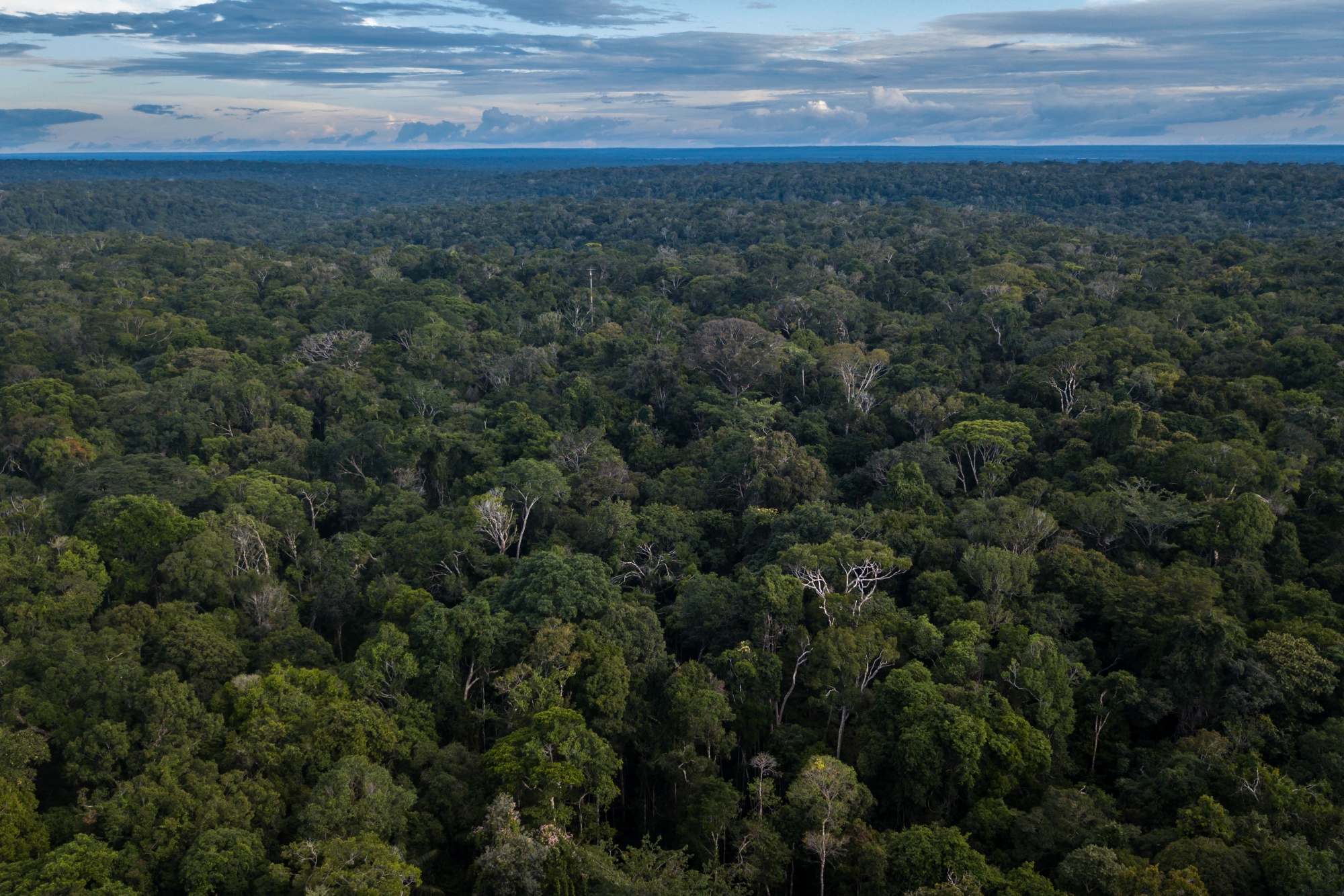 Rainforest Losing Equivalent To 8.4 Million Football