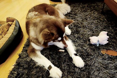 The son of the richest man in China caused a stir by posting this photo of his dog wearing two gold Apple Watches.