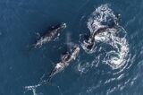 Several male southern right whales chasing after one female to try and mate with her, Nuevo Gulf, Valdes Peninsula, Argentina.