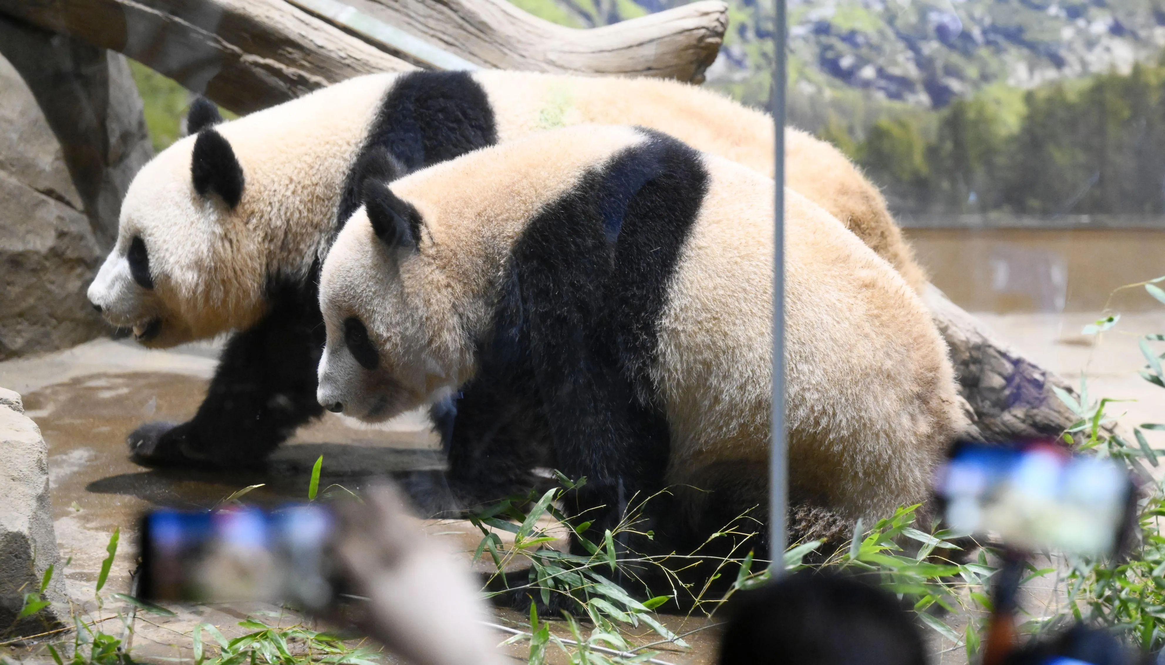 Xiao Xiao, left, and Lei Lei at Tokyo’s Ueno Zoological Gardens in 2024.