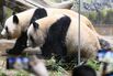 Twin giant pandas at Ueno zoo