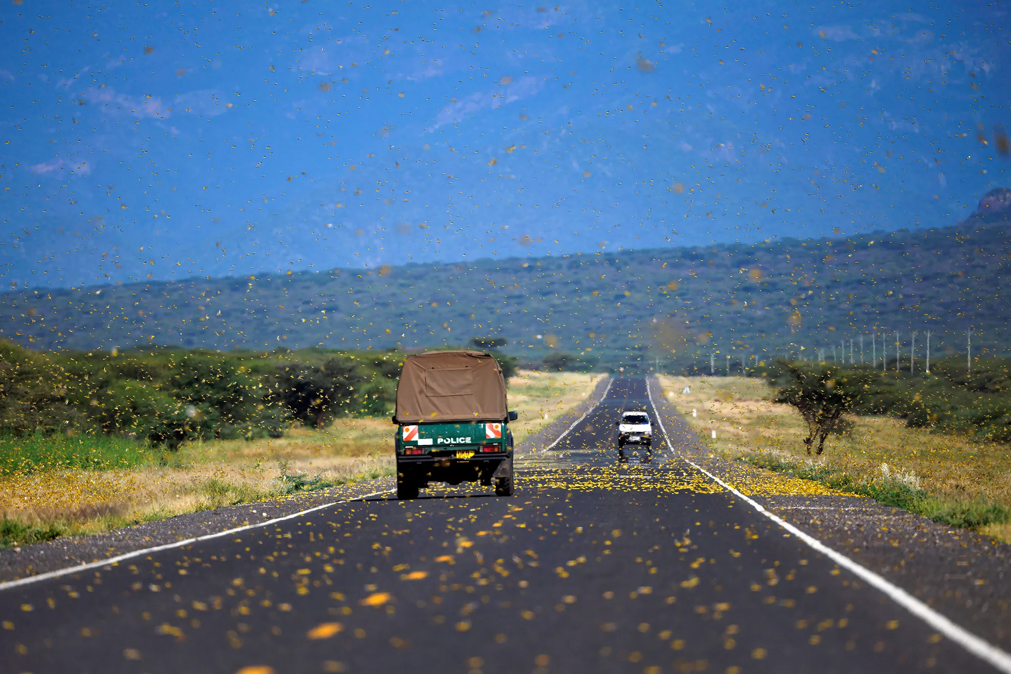 Locusts swarm acros a highway at Lerata village, near Archers Post, Kenya.&nbsp;