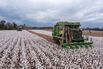Cotton Retreats As China Covid Cases Threaten Demand 