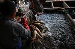 Workers unload fish at the Wuhan Baishazhou Market in Hubei province.