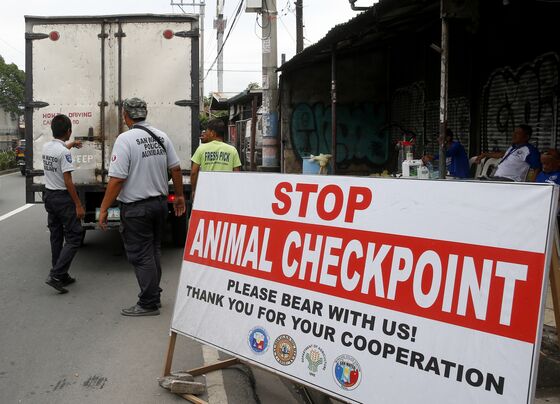 Philippines Boosts Swine Fever Checks as Pigs Die in Capital