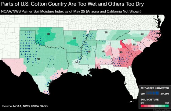 Wet Weather, Dry Weather, Worms: U.S. Cotton Can't Catch a Break