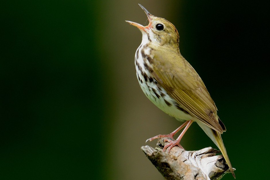 It may be small and winged, but even the ovenbird has trouble moving around in urban and suburban Montreal.