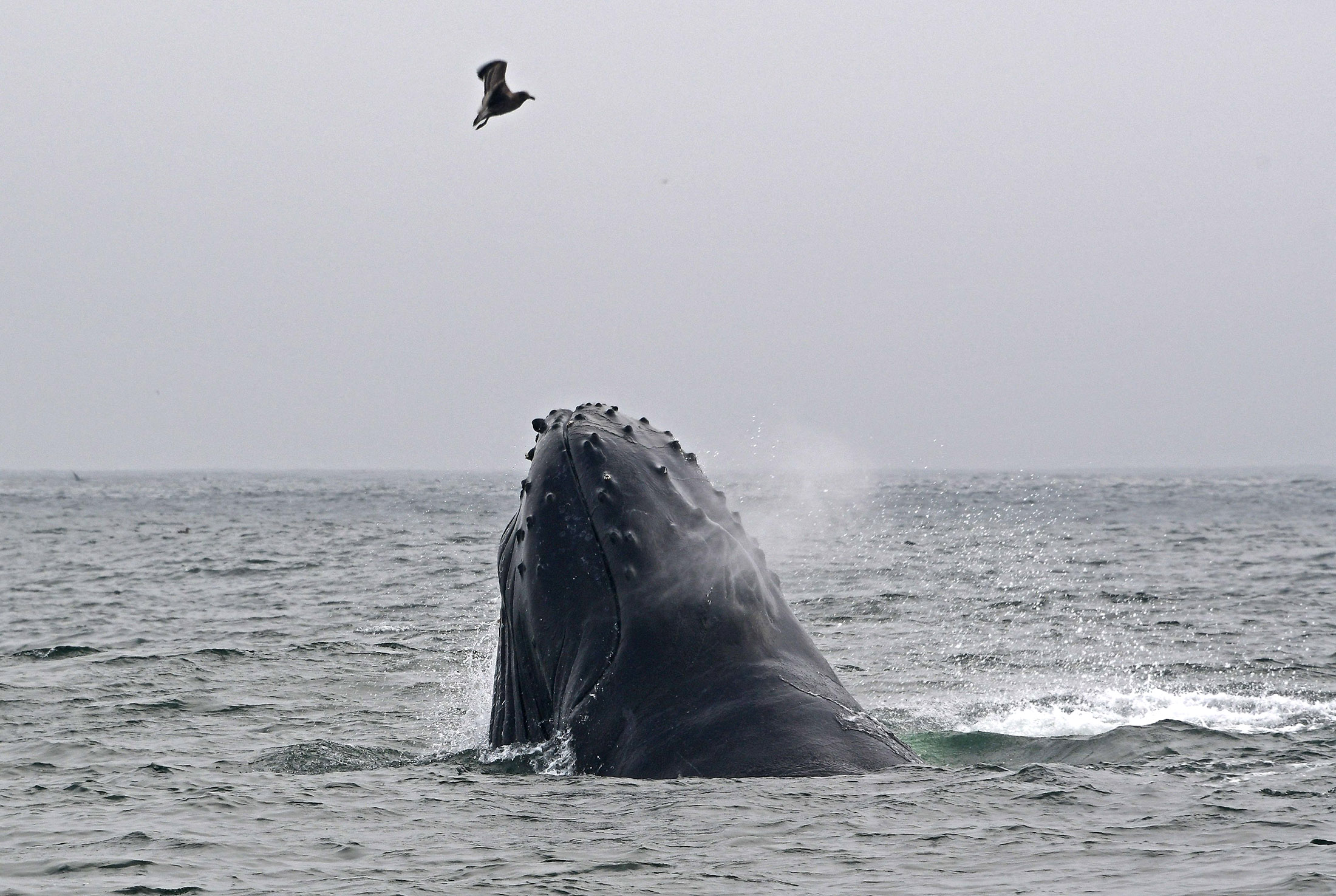 A humpback whale breaches the waters of Monterey Bay, California. Photographer: Eva Hambach/AFP/Getty Images