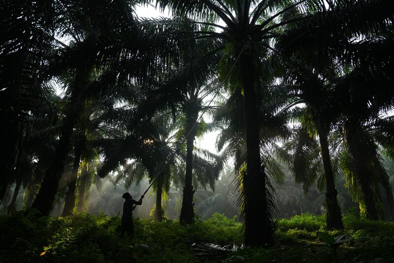 The Cikasungka Palm Oil Plantation and Processing Factory
