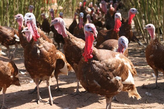 Millennials Are Disrupting Thanksgiving With Their Tiny Turkeys