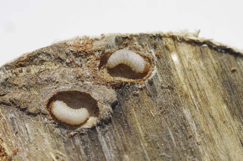 relates to Millions of Beetles Are Wiping Out Forests All Across the World