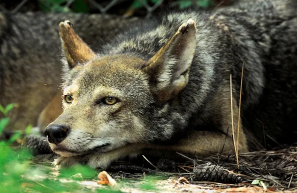 A wolf worth saving.