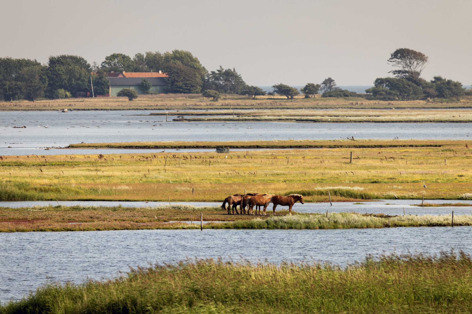 A picture of horses grazing in wetlands