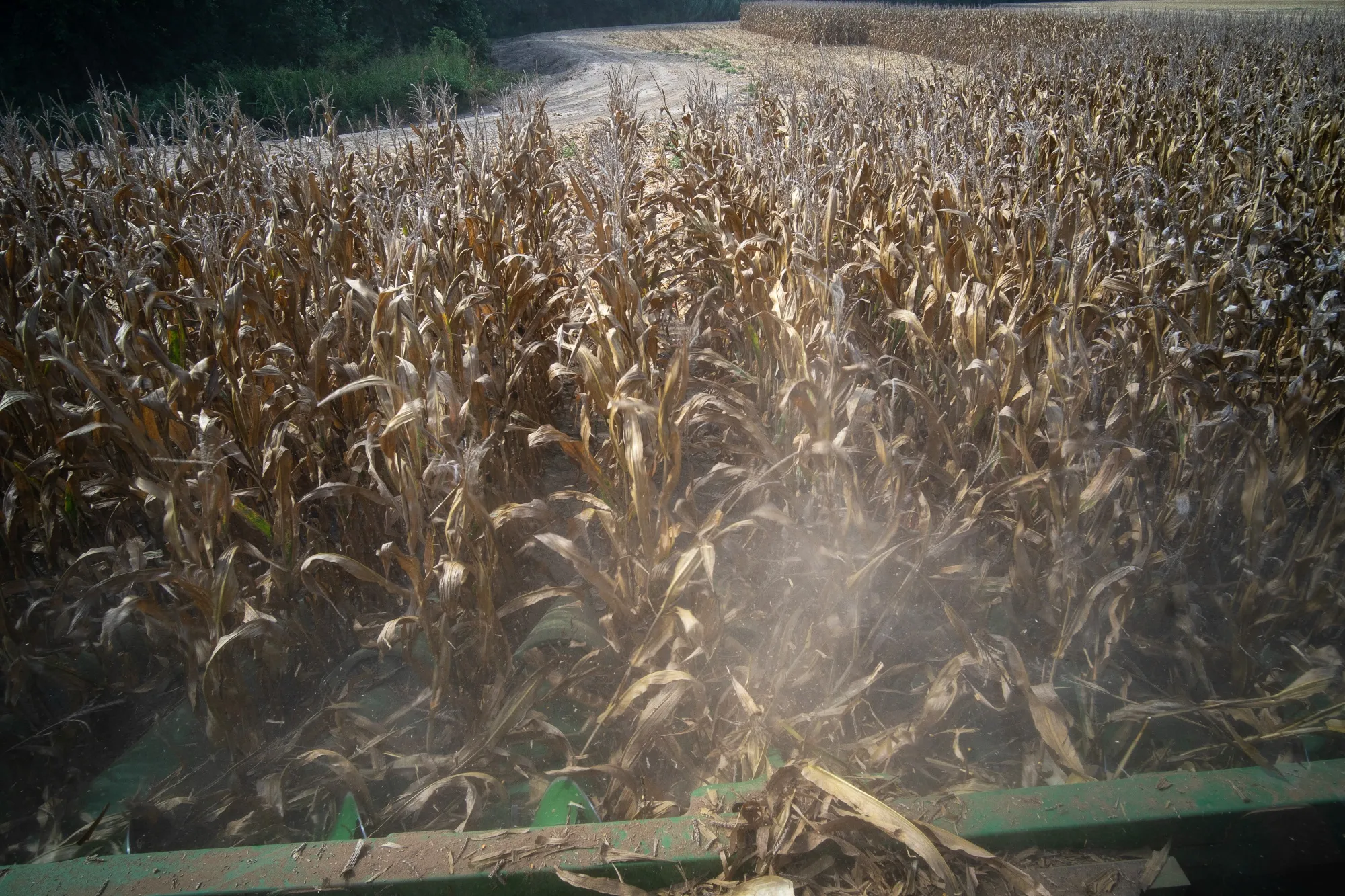 A combine harvester cuts rows of corn during a harvest in Dockery, Mississippi.
