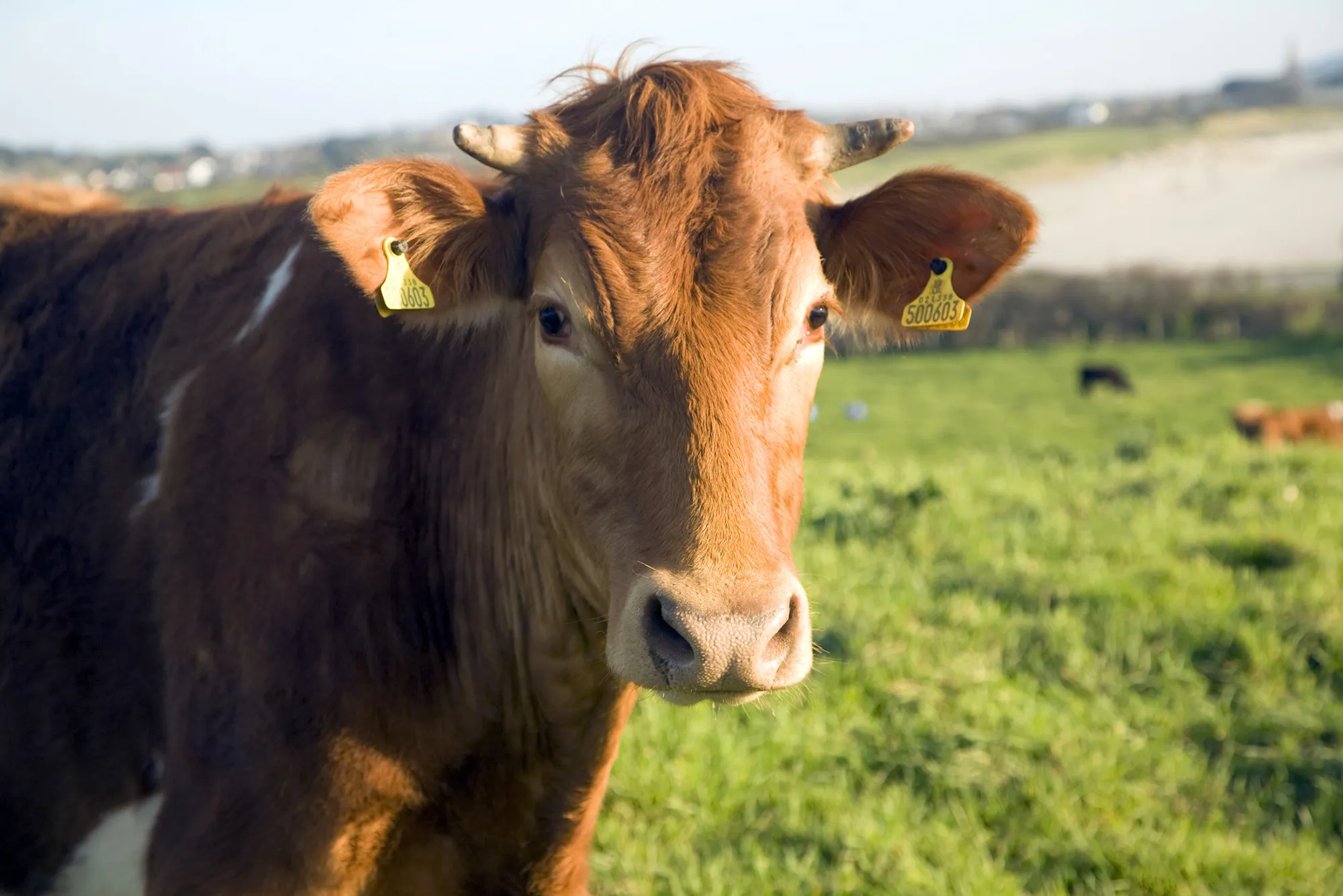 Guernsey cattle.
