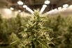 Merz Allies Urge End to German Cannabis Legalization: Augsburger