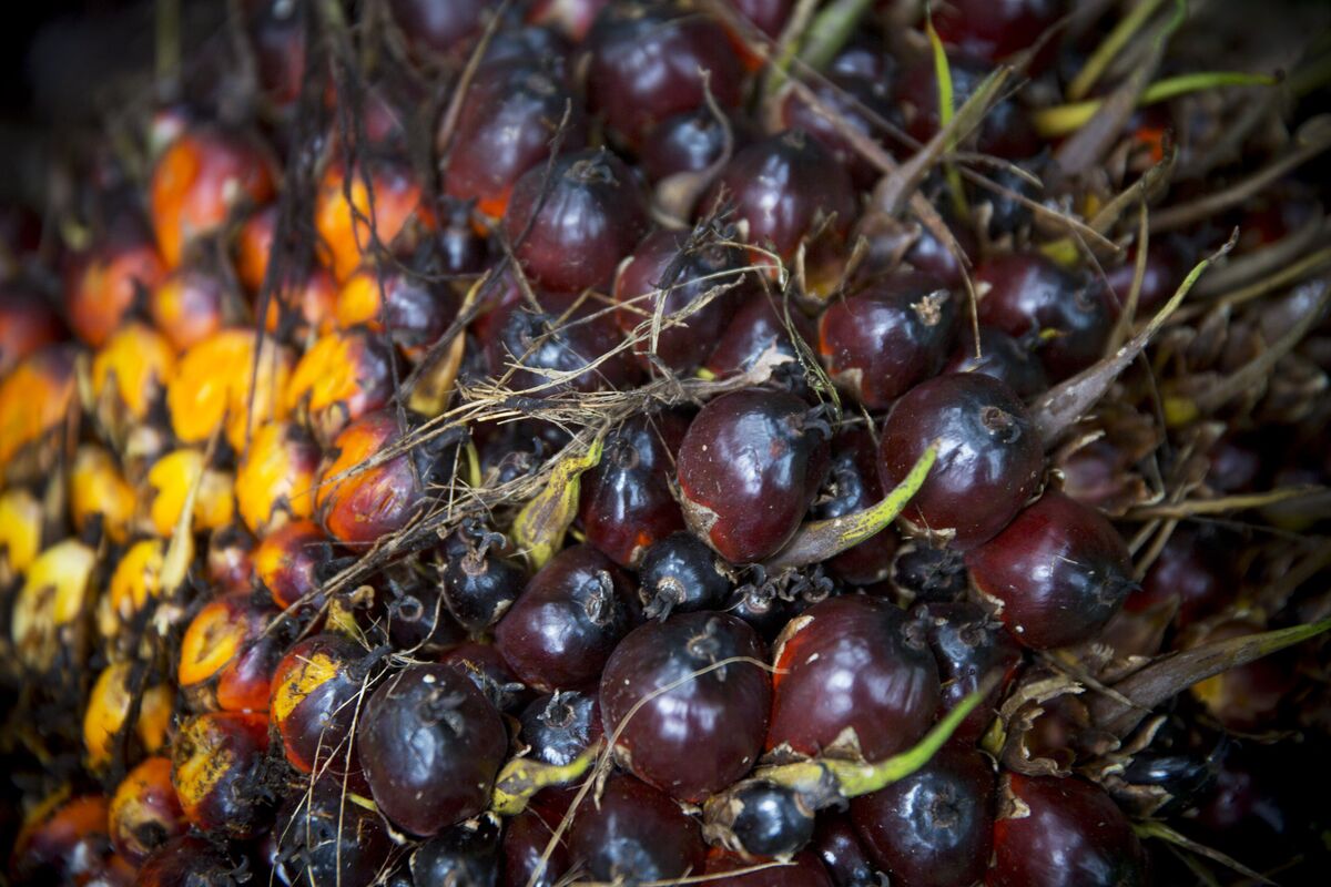 bloomberg.com - Kanupriya Kapoor - Palm Oil Retreats as Indian Imports Slow and Stockpiles Build