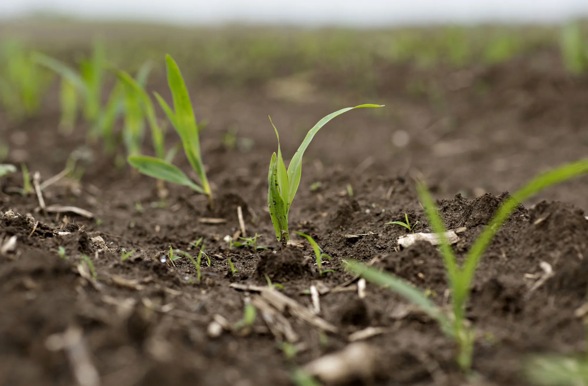 Syngenta AG Golden Harvest brand hybrid seed corn seedlings grow in a field in Princeton, Illinois.
