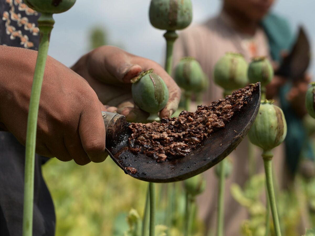 Afghanistan Opium Production Rises for a Fifth Year, UN Report Says - Bloomberg