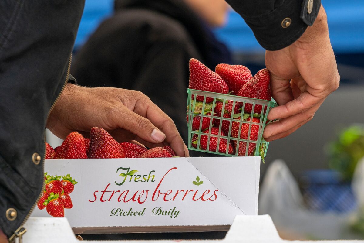 Strawberry Prices Expected to Rise as California Fields Flooded Bloomberg
