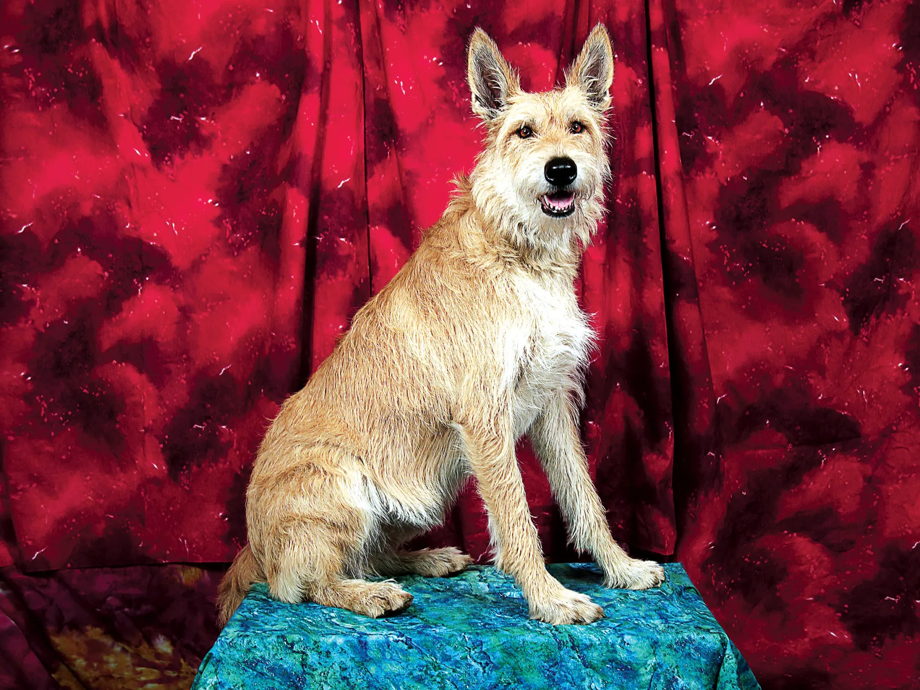 This is Toucha Fantastic Francis, aka Frani, a 5-and-a-half-year-old Berger Picard from Portland, Ore.
