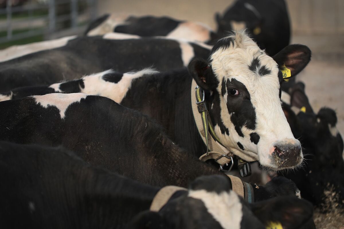 Hinchley dairy farm