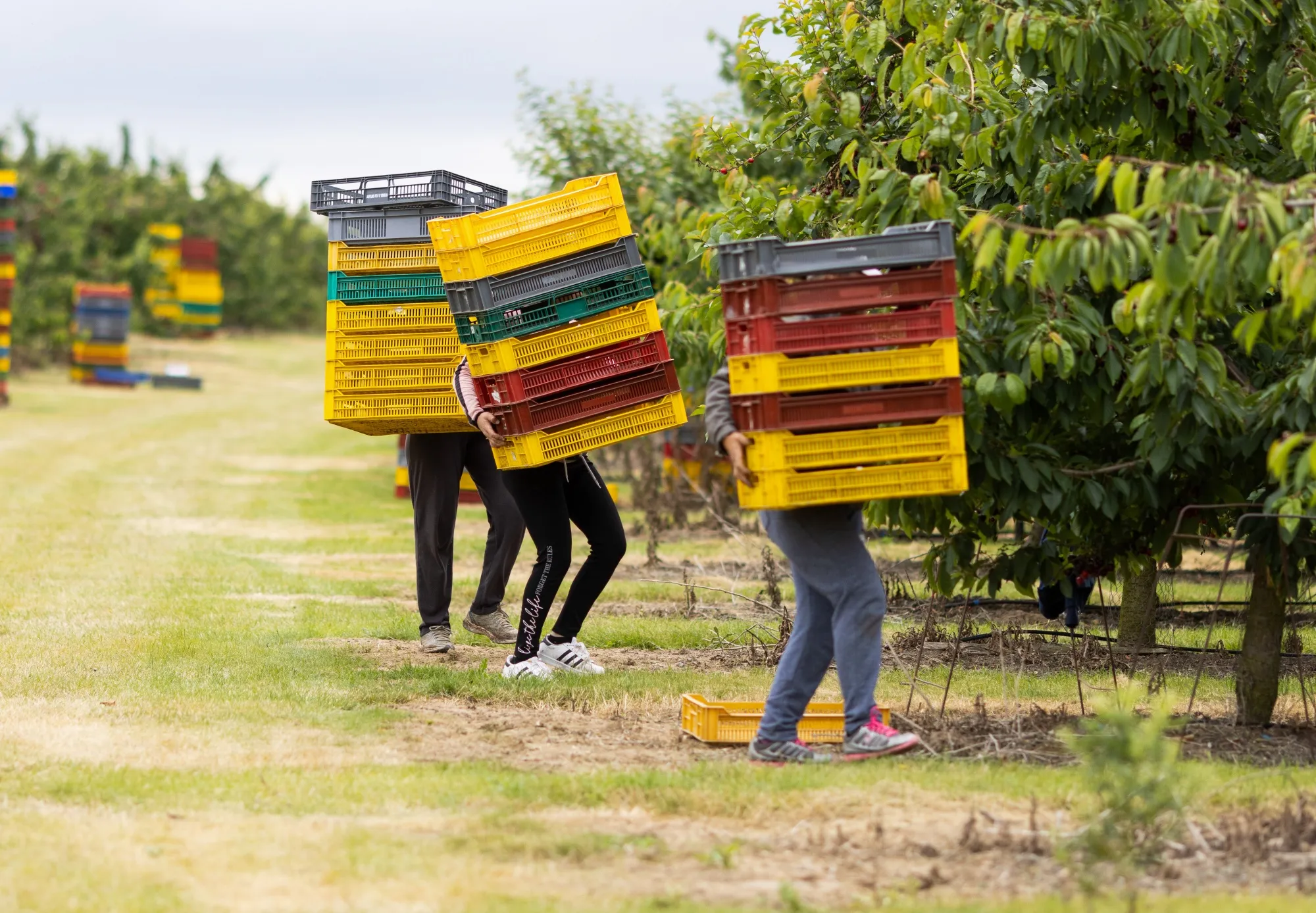 Workers carry empty trays to harvest cherries at a fruit farm near Sittingbourne, UK.