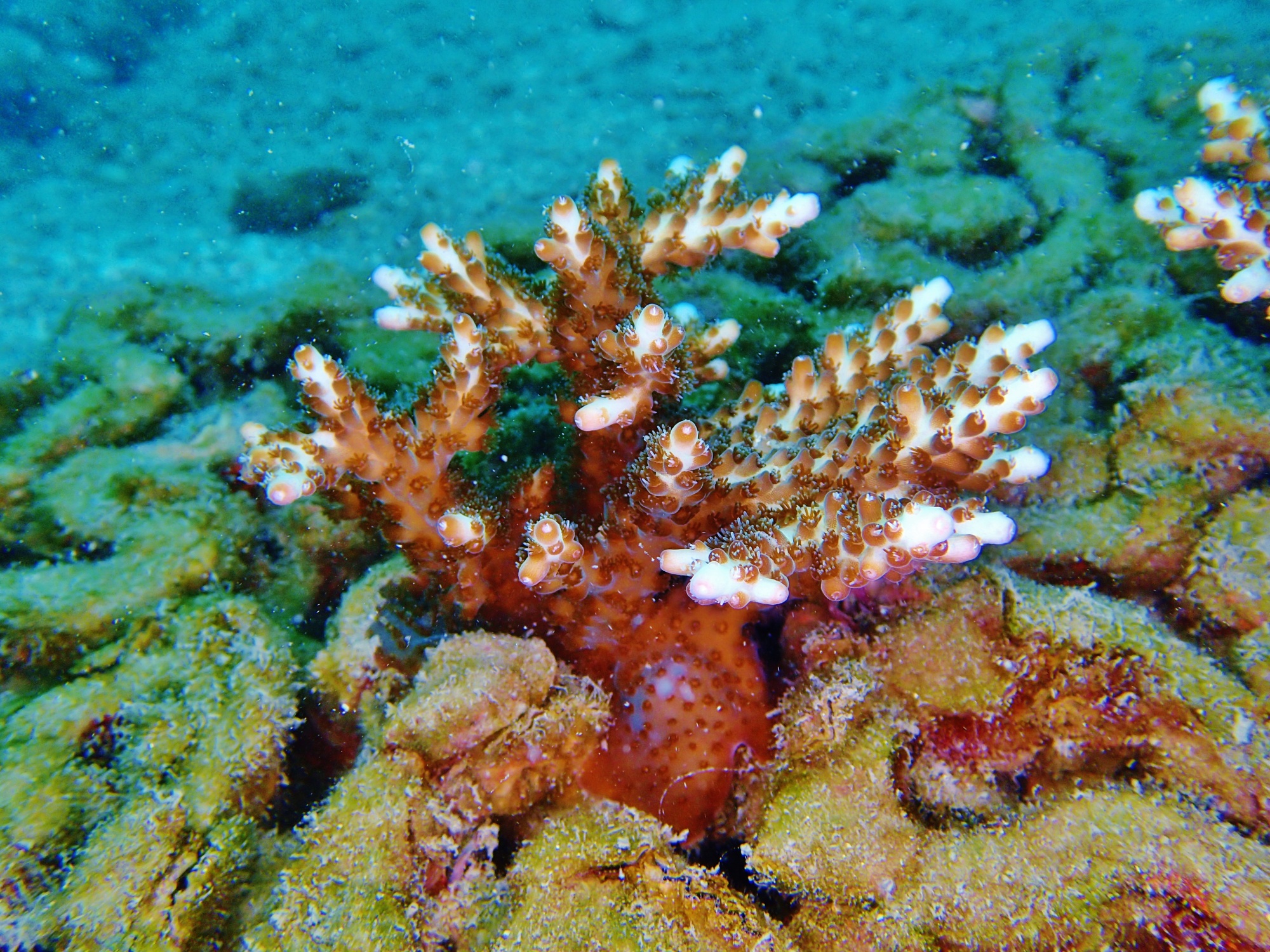 Transplanted Coral Is Thriving on a 3D-Printed Reef in Hong Kong
