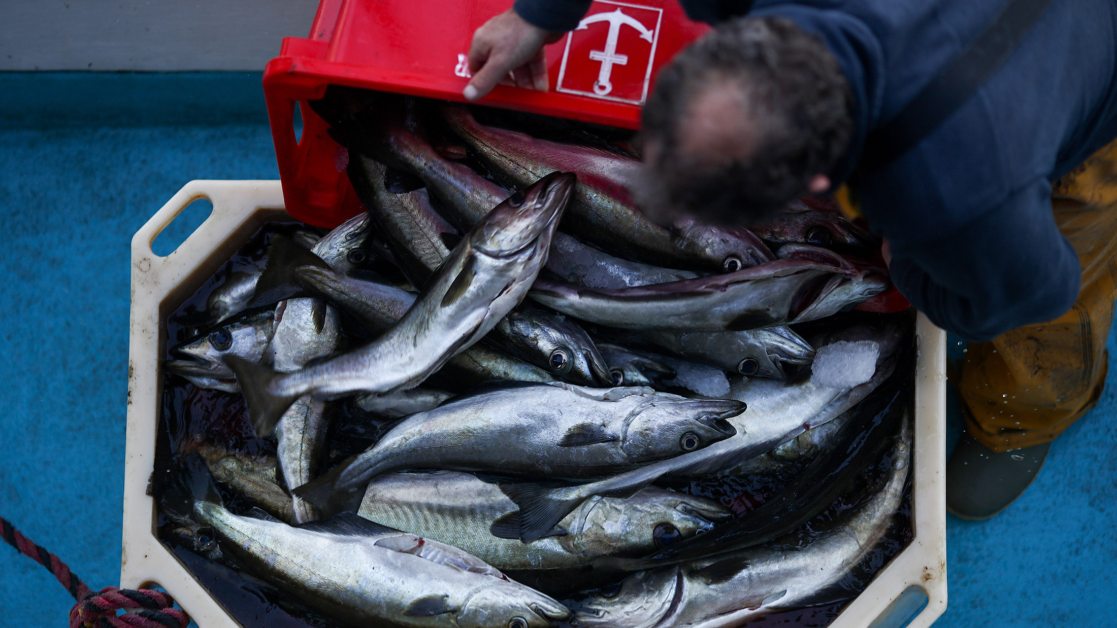 A fisherman sorts a box of line caught pollock in Newlyn harbour in Newlyn, U.K.
