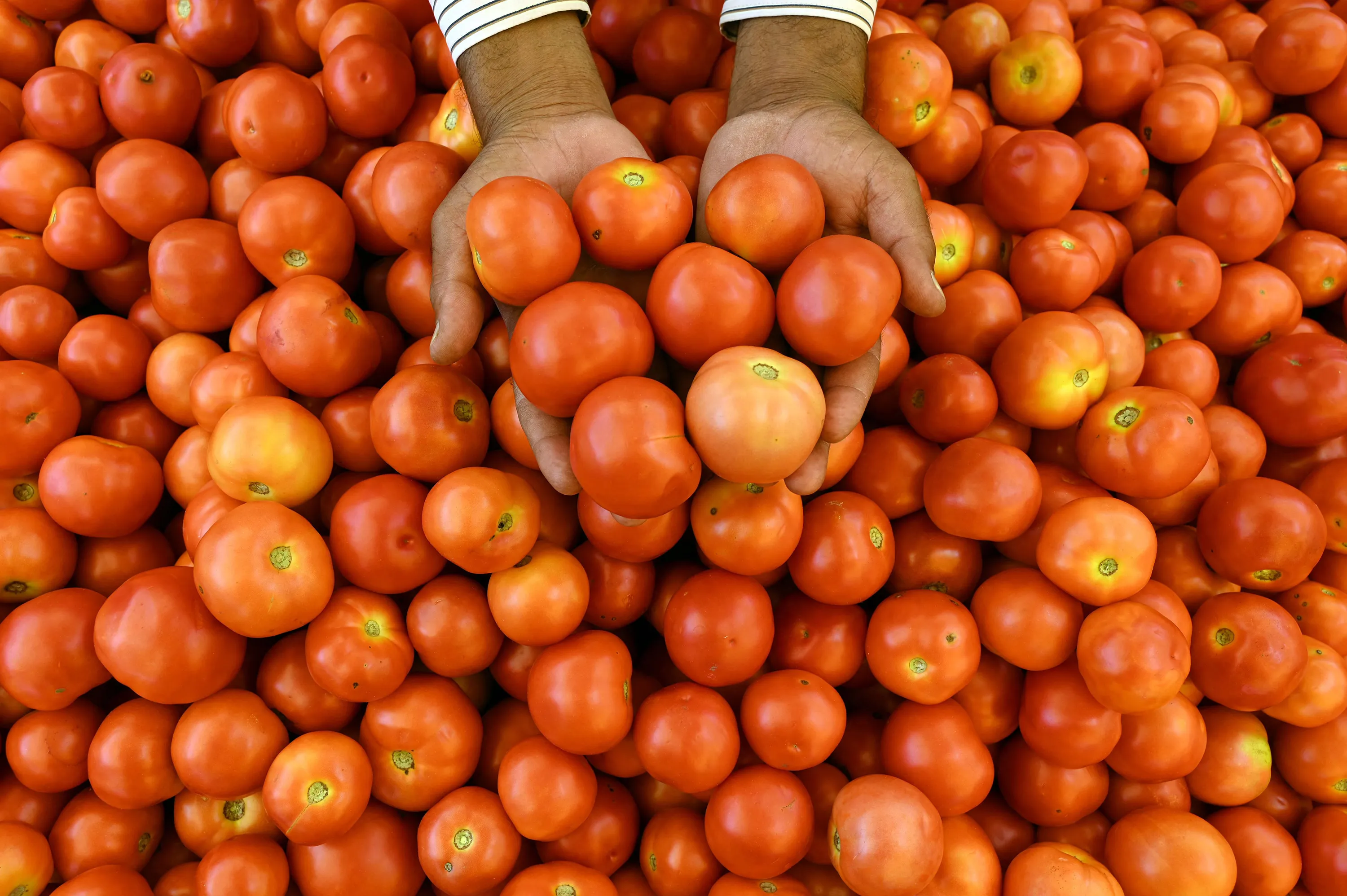 Tomatoes for sale in Hyderabad, India.