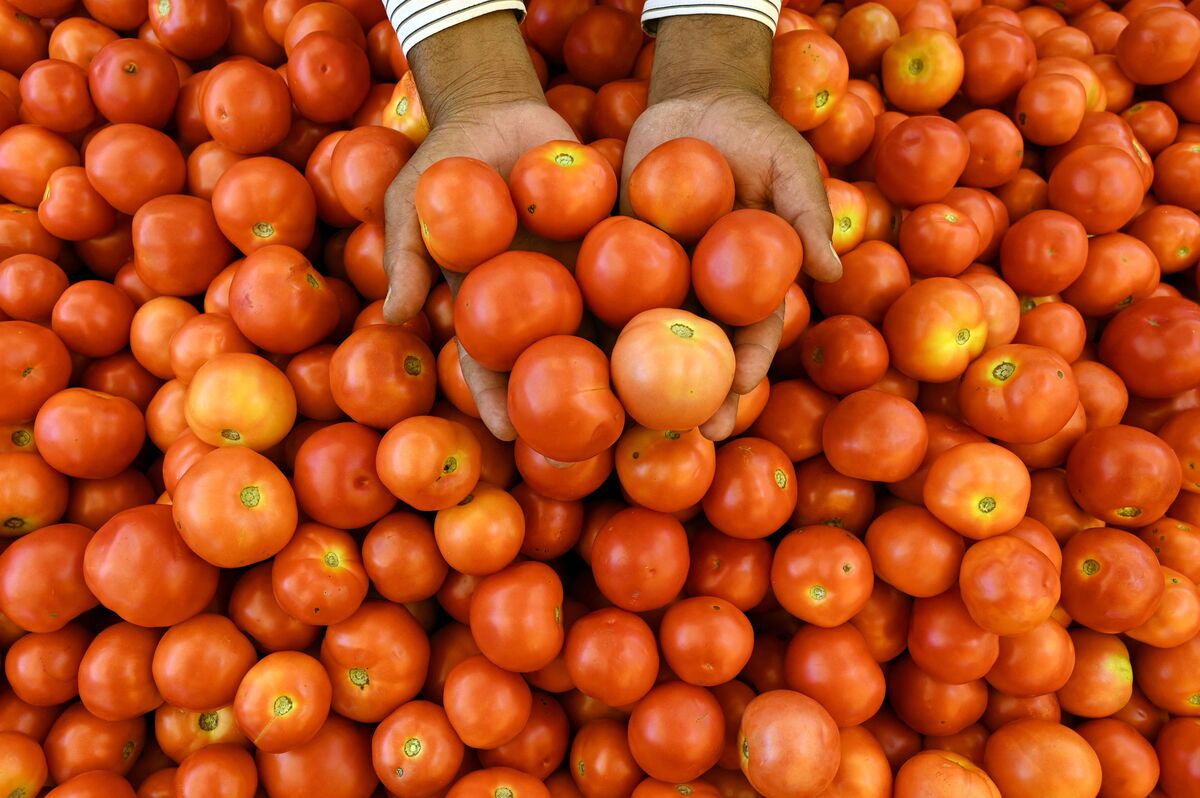 High Tomato Prices: 445% Jump Makes It Pricier Than Petrol in India, Fuels  Memes - Bloomberg