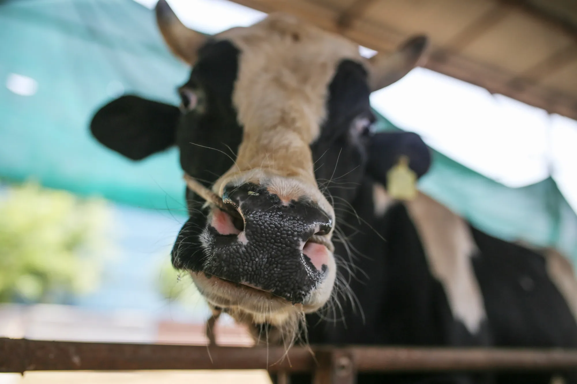 A cow at a dairy farm in Anand district, Gujarat, India,&nbsp;2022