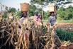 Sowing the Seeds of a Farm Boom in Africa