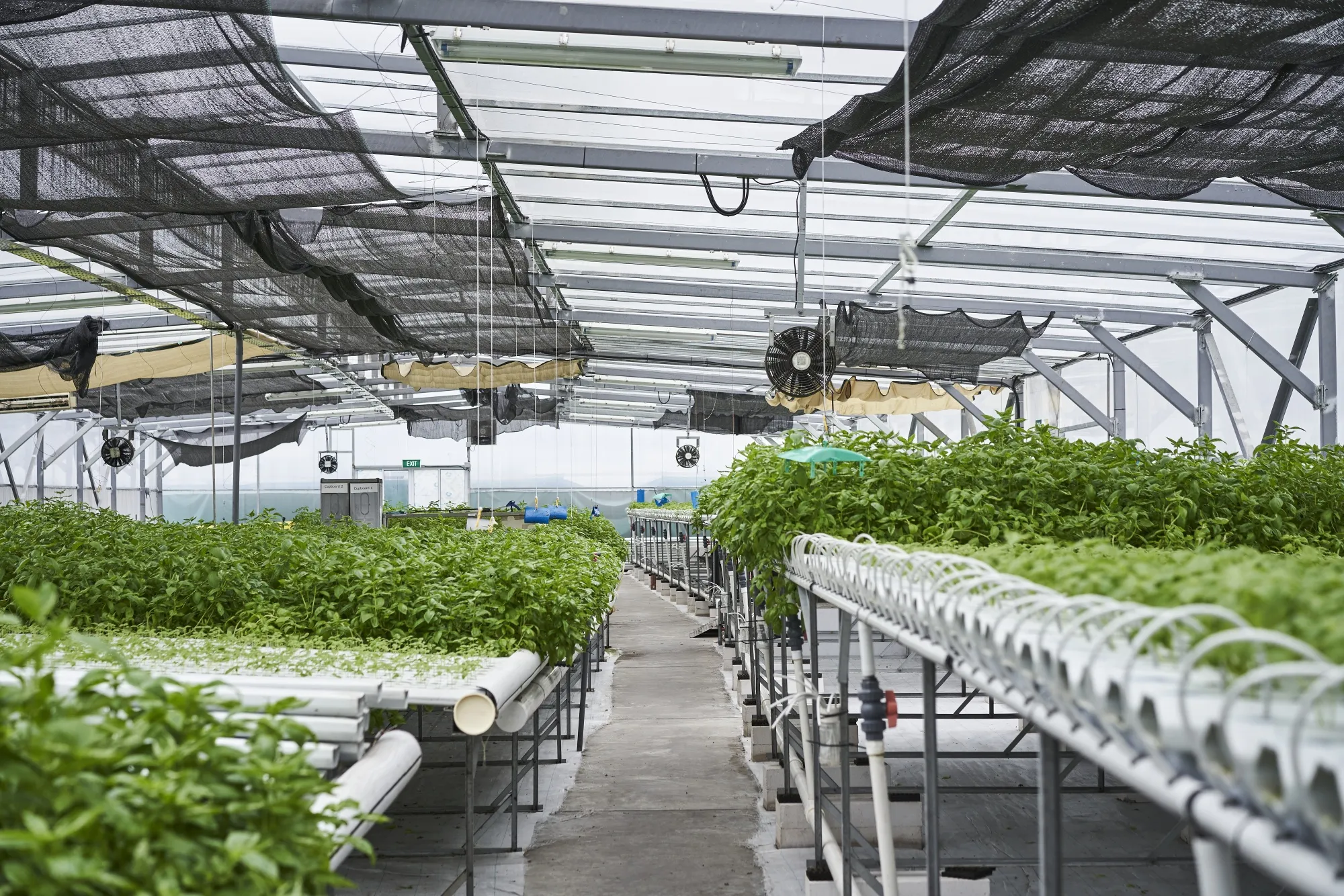 Vegetables and herbs grow at the ComCrop rooftop farm in Singapore, on Wednesday, May 27, 2020.