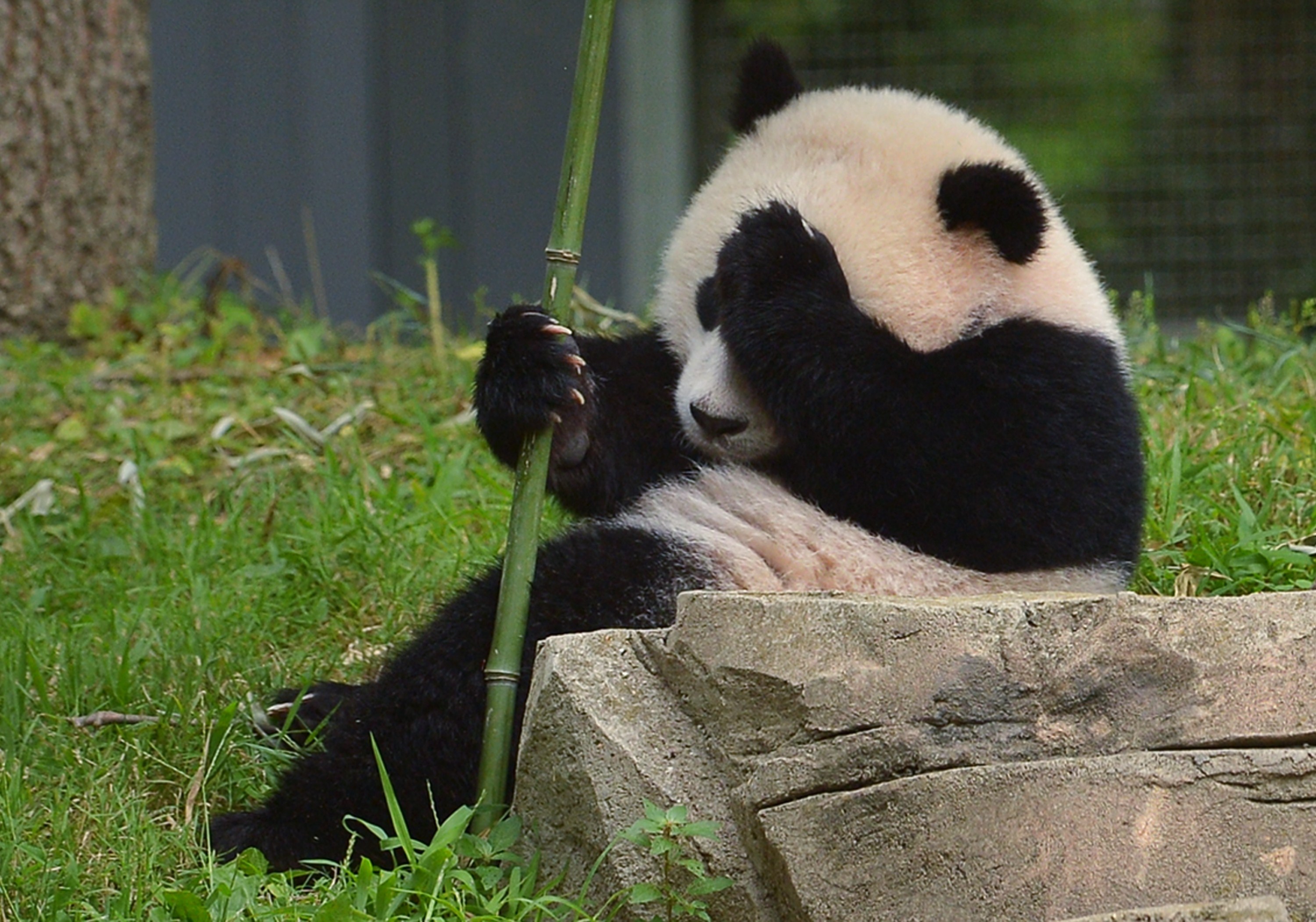 Panda bears down when Giants need him most