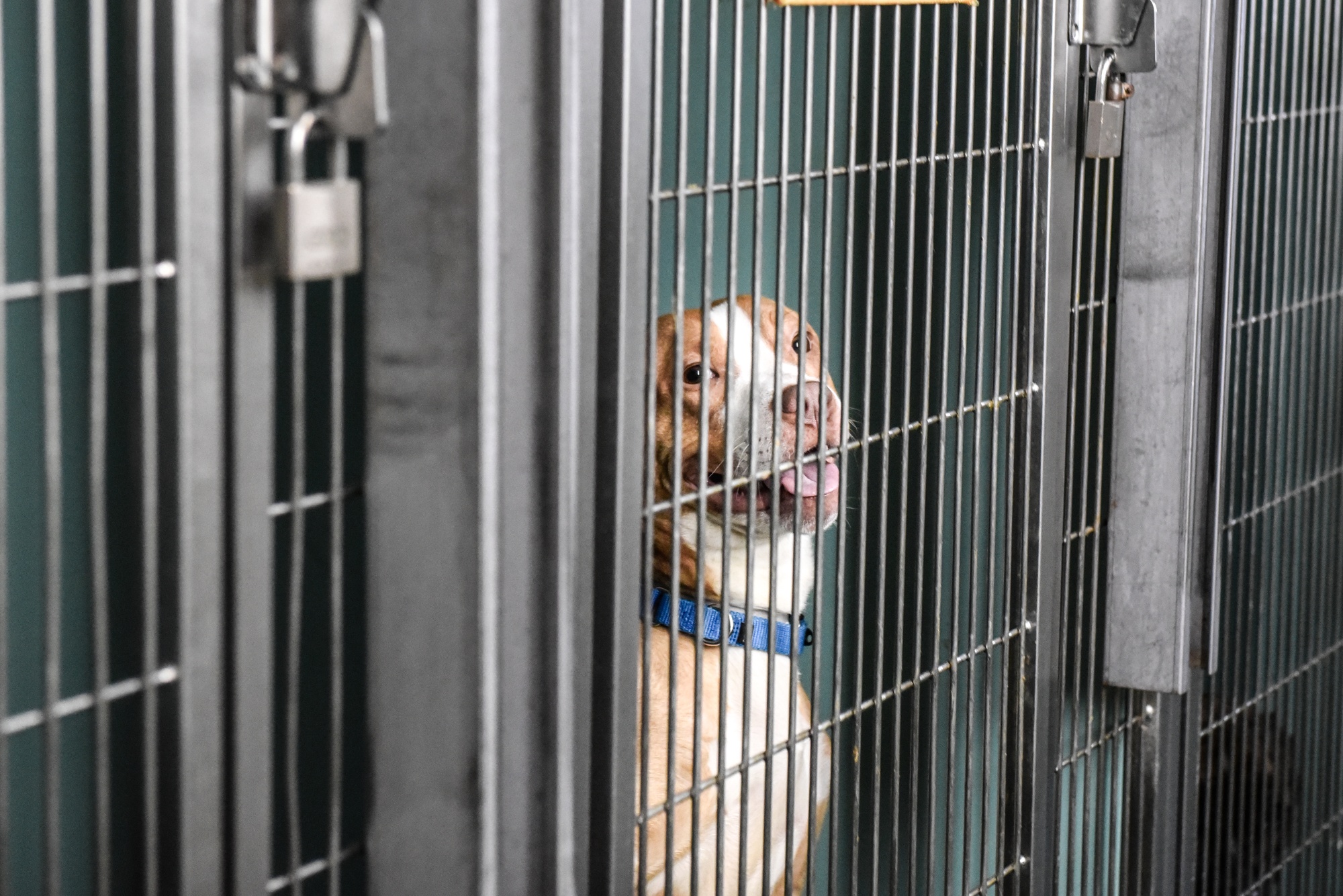 Stray Dogs In US Animal Shelters Rise, Adoptions Fall From Rising Costs ...