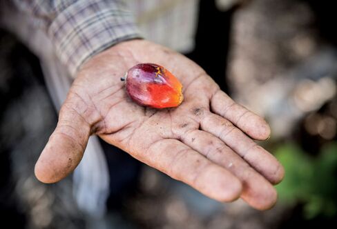 An oil-producing palm fruitlet