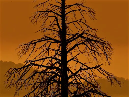 California forests are meant to burn.