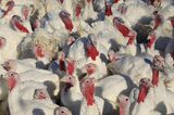 A Turkey Farm Ahead Of Thanksgiving Day