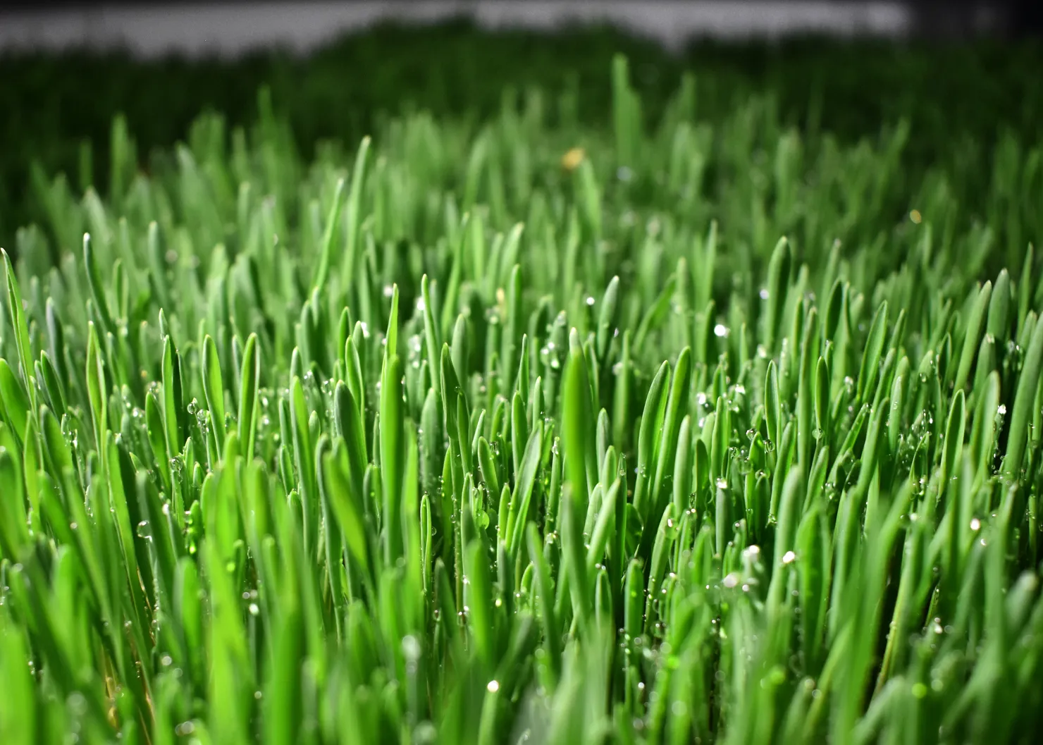 World of Farming says its technology to produce&nbsp;fodder for animals&nbsp;has a lower carbon footprint than traditional open-land agriculture and requires less water.&nbsp;
