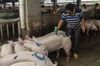 A buyer marks a pig in a holding pen at a wholesale market in Nanning, Guangxi province, China, on Monday, Sept. 16, 2019.