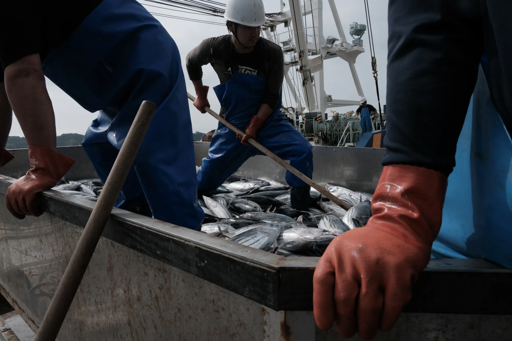 Fishermen unload freshly caught bonito fish in Iwaki, Fukushima Prefecture, on July 5.