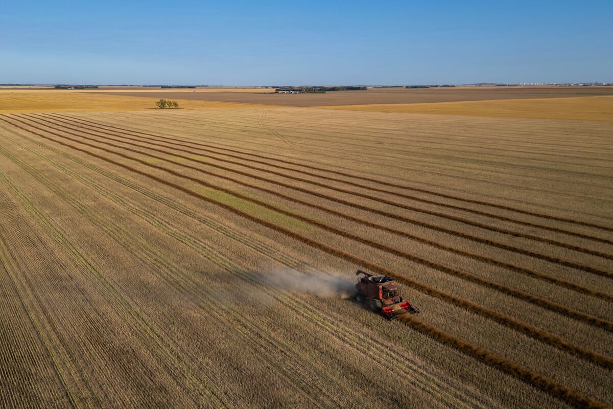 Canola Jumps on Demand Hopes After Canada Scraps Digital Tax