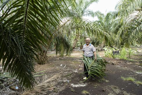 Isman Abdul Karim at the oil palm plantation.